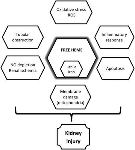 Figure 1. Schematic representation of mechanisms of renal involvement in PNH.