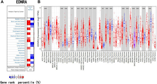 Figure 8 EDNRA expression levels in different types of cancers. (A) Compared with adjacent tissues, increased or decreased expression of EDNRA in Oncomine. (B) EDNRA expression levels in different types of cancers from TCGA datasets in TIMER, **P <0.01, ***P < 0.001.