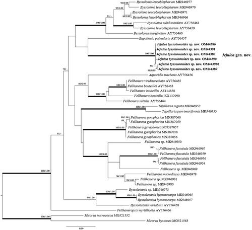 Figure 2. The phylogenetic tree was based on nrITS sequences. Maximum-likelihood bootstrap value (ML) ≥70% and Bayesian Posterior Probabilities (PP) ≥95% were marked above branches. Thickened branches indicate ML/PP = 100/1.00. The newly obtained sequence of Jejulea byssolomoides used in this study is shown in bold.