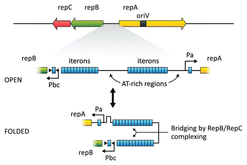 Figure 4 Map of the replication and partitioning region of pAD1. Two clusters of iterons (TAGTARRR) are shown between repA and repBC. Isolated iteron sequences are also located within the promoters of repA and repBC. RepC binds cooperatively to iteron sequences; in the presence of ATP, RepB also binds. RepC binding to the isolated iterons probably affects expression of repBC and repA. A “folded” conformation may be stabilized by the binding and effect interaction between the opposing promoters. Phase variation resulting from changes in the number of iterons could affect this interaction and modulate expression of RepBC and RepA (redrawn from ref. Citation131).