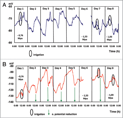 Figure 4 Continuous electric potential (EP) measurements for 8 days. Days 1, 7 and 8 irrigated, days 2 to 6 are not irrigated Average EP values of 5 plants. Micro electrodes inserted at 25 (A) and 85 (B) cm above the soil surface.