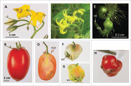 Figure 1. Over-expression of miR172 in transgenic tomato alters flower and fruit development. (A) Wild-type flowers show green sepals (s), yellow petals (p) and yellow stamens (st). (B) Wild-type mature fruit with green sepals attached. (C) Transgenic flowers showing yellowish sepals (s) and underdeveloped stamens (st). (D) Seedless fruit developed from flowers of (C) with dried, sepal-converted petals (scp) attached. (E) Transgenic flowers showing fully formed ovary (o) and incompletely developed style (sty) and stigma (sti). (F) and (G) Seedless fruit developed from flowers of (E) with no sepals attached but with ectopic ovaries (eo) inside the fruit. (H) A fruit-in-fruit developed from flowers of (E). (A) and (C) share the same scale bar, (B), (D), and (F) to (H) share the same scale bar.