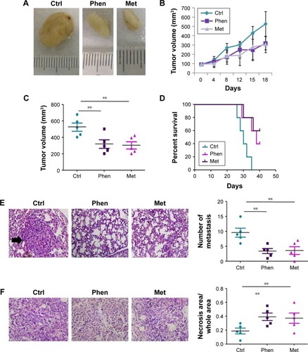 Figure 4 Phen and Met inhibited tumor growth and metastasis of LN229 cells in an in vivo xenograft.