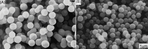 Figure 6. TiO2 particles prepared without (A) and with HPC (B). Reprinted from Park et al [Citation157], © (1997), with permission from John Wiley and Sons.