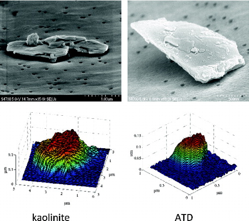 FIG. 4. Examples of SEM (top row) and AFM (bottom row) images of kaolinite (left column) and ATD (right column). Note that it was not possible to image the same particles with both SEM and AFM. The images in the figure are of four different particles. The SEM images were taken with a tilted sample stage, which enables an estimation of the particle’s thickness in some cases. Note that the vertical and horizontal scales are different in the AFM images.