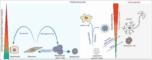 Figure 1. Cell type specific DNA replication programs limit changes in cell identity. Proliferating cells blue panel: Cell type transitions during normal development follow along cell type specific replication programs. In contrast, forced changes in cell identity during reprogramming to pluripotency (e.g. fibroblast to iPS cell) or direct conversion to another cell type (e.g., fibroblast to hepatocyte) undermine replication program integrity and activate cell cycle checkpoints. Proliferating cells pink panel: Deviation from a cell type specific replication program compatible with genetic stability (referred to as ‘replication ground state’) occurs during cell transformation. The outcome may be cell death, or genetic instability in proliferating cells. Cell cycle exit: The cell type specific replication program is compromised in a growing number of cells during aging, resulting in cellular senescence. Mature neurons lack a replication program compatible with genetic stability and permanently exit the cell cycle.