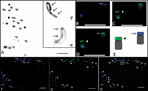 Figure 1.  Meiotic cells from Omophoita octoguttata submitted to C-banding (A) and staining with the fluorochromes CMA3/DA/DAPI (B–H). A, metaphase I, arrow heads = centromeric positive staining, insert = sex chromosomes of another metaphase I and arrows show heterochromatin. B, DAPI positive = arrows. C, CMA3 positive = arrow heads. D, overlay of images B and C of the autosomes; arrows and arrow heads = positive staining. E, idiograms of the autosomes observed in D; arrow = AT-rich short arms and arrow head = GC-rich short arms. F, DAPI positive = arrows. G, CMA3 positive = arrow heads. H, overlay of images F and G of the anaphase II; arrows = AT-positive regions; arrow heads = GC-positive regions. Scale bar: 10 µm.
