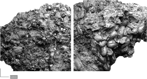 Figure 5. Lump of carbonised broomcorn millet (Panicum miliaceum), image to the left, fused to a layer of free-threshing wheat (Triticum aestivum/durum/turgidum), image to the right, from SU435/436, Sample 799 within zone A of the Bronze Age house at Kalnik-Igrišče.