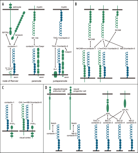 Figure 2 The interactions of contactins in a variety of tissues/cells/compartments. Contactins are drawn in blue, and other molecules are in green. (A) The molecular complexes in the myelinated nerves. (B) Interactions of contactins with molecules of the L1 family and NCAM. (C) Interactions of contactins with PTPα. (D) Interactions of contactins with Notch and molecules of the APP family.