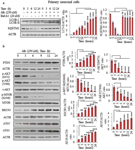 Figure 3. Alborixin induced autophagy in primary neuronal cells by upregulating PTEN. (A) Calculation of autophagy flux in primary neuronal cells. (B) Alborixin treatment upregulated the expression of PTEN and reduced the level of p-AKT (S473, T308), p-MTOR (S2448) along with enhanced level of BECN1, ATG5 and ATG7. Blots from 3 independent experiments were quantified by using quantity one and imageJ softwares and normalized by dividing by ACTB as shown in the bar graphs. The blots shown in this figure are representative images.