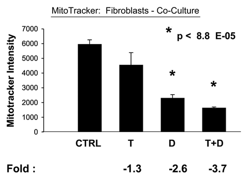 Figure 10 Tamoxifen plus Dasatinib reduces mitochondrial activity in fibroblasts co-cultured with MCF7 cells. MCF7 breast cancer cells were co-cultured with fibroblasts, and then subjected to drug treatment with tamoxifen (T; 12 µM) or Dasatinib (D; 2.5 nM), individually or in combination. Mitochondrial activity in fibroblasts was then quantitated by FACS analysis, using Mitotracker as a probe. Tamoxifen plus Dasatinib (T + D) has a clear synergistic effect, significantly decreasing mitochondrial activity nearly four-fold in fibroblasts in co-culture. CTRL (control), represents co-cultured fibroblasts, treated with vehicle alone.