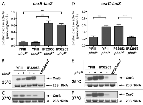 Figure 4. Influence of PhoP on CsrB and CsrC synthesis. The vector pAKH101, harboring a csrB-lacZ fusion (A), and the vector pAKH103, harboring a csrC-lacZ fusion (D), were transformed into Y. pseudotuberculosis strains YPIII (phoP-), YP149 (YPIII phoP+), IP32953 (phoP+), and YPIP06 (IP32953 phoP-). The cells were grown to exponential growth phase in LB medium at 25 °C. The data represent the mean ± SEM from at least two different experiments each done in triplicate and were analyzed with Student’s t test. ***P < 0,001. Total RNA from Y. pseudotuberculosis strains YPIII (phoP-), YP149 (YPIII phoP+), IP32953 (phoP+), and YPIP06 (IP32953 phoP-) grown to exponential growth phase at 25 °C (B and E) or 37 °C (C and F) was prepared and analyzed by northern blotting with CsrB- (B and C) and CsrC (E and F)-specific probes. YPIII ΔcsrB and YPIII ΔcsrC served as negative control, respectively.