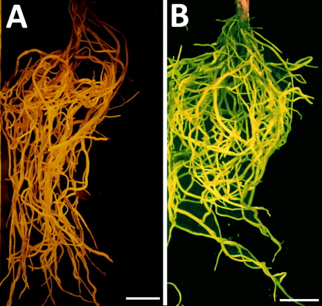 Figure 8. G. hirsutum eight weeks after transformation procedure. (A) Control G. hirsutum that is altogether untransformed and lacking fluorescence. (B) G. hirsutum that is transformed with Gm-NPR1-2 as indicated by the fluorescence of the visible reporter eGFP. Bars = 1 cm.
