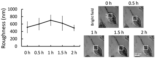 Figure 5. The left diagram shows the temporal variation of membrane roughness induced by a hypertonic solution (75 mM sucrose in the culture medium).