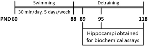 Figure 1. Experimental design.