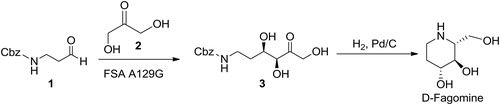 Scheme 1. FSA A129G catalyzed aldol addition of 2 to 1 to furnish a precursor of the iminosugar D-fagomine (3).