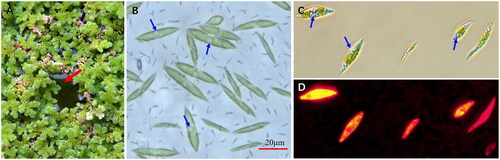 Figure 1. The azolla-algae community and the algal cells. (A) Azolla-algae community; (B) wild algal cells from the community; algal cells grown in TAP medium and stained with Nile red, and observed under bright (C) and fluorescent light (D). Red arrow indicates the algal film in the gap between azolla plants; blue arrows indicate the oil droplets in the algal cells. (A, B) Taken by Jiaming Zhang; (C, D) taken by Yaojia Mu.