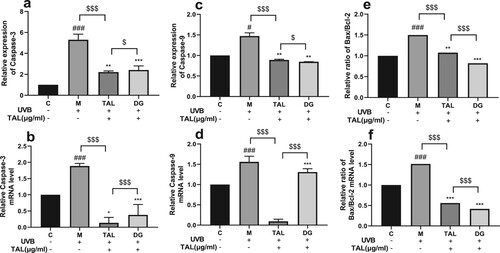 Figure 6. Regulation of apoptotic factor content in UVB-irradiated cells by TAL: (a, b) Changes in protein and gene levels of Caspase-3; (c, d) Changes in protein and gene levels of Caspase-9; (e, f) Changes in protein and gene levels of Bax/Bcl-2. (C: Control group; M: UVB irradiation model group).