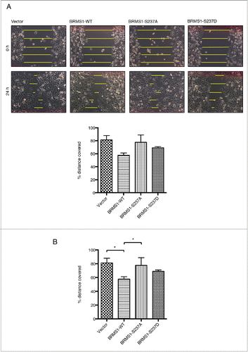 Figure 3. Phosphorylation of BRMS1 on serine 237 regulates cell migration. (A) Scratch-induced migration assay. 90 % confluent MDA-MB-293 cells were scratched with pipette tips. Phase contrast microscope images were taken at 0 and 24 hours post-wound induction from 3 different experiments and the size of the wounds was measured across 5 points, as indicated, and the averages were calculated. The percentage of the initial wound distance covered by the cells after 24h is represented on the histogram (Bottom panel). Error bars represent ±SEM from 3 biological samples. (B) Chemoattractant-induced transwell migration assays. 5 × 104 MDA-MB-231 cells resuspended in 1% FBS supplemented-media were placed in an upper transwell chamber. Cells were then allowed to migrate toward 10% FBS supplemented-media located in the lower chamber for 16 h.Citation67 Following Crystal-Violet staining, non-migratory cells were removed from the inside of the chamber by cotton tips. The stain extracted from the migrating cells was measured at OD560nm using a plate reader. Results were represented as relative fold change compared to control and error bars represent ±SEM from 3 biological samples.