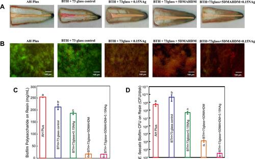 Figure 6 Application of AgBMs in Endodontic sealers. (A). Stereomicroscopic images showing apical dye penetration, and all experimental sealers showed similar sealing properties. (B). Live (green)/dead (red) images of 2-day biofilms adherent to resins. (C) Polysaccharide production by biofilms adherent to the sealer disks. (D) Colony-forming unit (CFU) counts of 2-day biofilms adherent to sealer disks. Reproduced with permission from Baras BH, Melo MAS, Sun J, et al. Novel endodontic sealer with dual strategies of dimethylaminohexadecyl methacrylate and nanoparticles of silver to inhibit root canal biofilms. Dent Mater. 2019;35(8):1117–1129. Copyright©2019 The Academy of Dental Materials. Published by Elsevier Inc.Citation107
