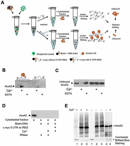 Figure 2. AnxA2 derived from PC12 cells and wild type recombinant AnxA2 binds the IRES of c-myc 5´UTR in the presence of calcium. Panel A: Schematic presentation of the AnxA2 ‘capture’ procedure by the c-myc 5´UTR with or without the IRES as baits. An antisense biotin-5´DNA oligomer to the 3´end of c-myc 5´UTR was bound to magnetic streptavidin beads. Subsequently, the c-myc 5´UTR with or without the IRES was bound to the immobilized antisense DNA oligomer. The now immobilized c-myc 5´UTRs were incubated with the cytoskeletal fraction of PC12 cells. After several washes, proteins were released by RNase A/T1 treatment before SDS-PAGE and Western blot analyses using AnxA2 monoclonal antibodies. Panel B: AnxA2 in the cytoskeletal fraction of PC12 cells binds to the c-myc 5´UTR containing the IRES only in the presence of 70 µM Ca2+, but not to the c-myc 5´UTR lacking the IRES. The procedure was performed in the absence (lanes 1 and 4) or presence of 70 µM added Ca2+ (lanes 2 and 5) or in the presence of 2 mM EGTA (lanes 3 and 6). Panel C: The corresponding fractions containing unbound AnxA2 (not bound to the immobilized c-myc 5´UTRs) to the fractions shown in Panel B. Panel D: Control experiments showing that AnxA2 fails to bind to the DNA linker with biotin or to streptavidin and that RNase treatment is required to release the captured AnxA2 (compare with Panel B). The first lane to the left contains 40 µg of proteins from the cytoskeletal fraction of PC12 cells. Panel E: Ca2+-dependency of the binding of full-length AnxA2, but not of its N-terminally truncated or His-tagged versions, to the c-myc IRES. 15 fmoles of region 2 of c-myc 5ʹUTR (as indicated in Fig. 1, Panel A) were UV-crosslinked with full-length AnxA2 (lane 1), ∆19AnxA2 (lane 2), ∆33AnxA2 (lane 3) or His-tagged AnxA2 (lane 4) in the absence or presence of 70 µM Ca2+ as indicated and subjected to 10% SDS-PAGE. The RNA transcripts containing [α32P]-rUTP were covalently bound to AnxA2 in the presence of 1 μg/μL yeast tRNA to inhibit non-specific RNA binding, subjected to 10% SDS-PAGE, whereafter the binding was visualized using screens and phosphor-imaging after a 13 h exposure (or 22 h exposure for the two lanes numbered 4). AnxA2 stained with Coomassie Brilliant Blue served as a loading control. AnxA2 is indicated to the right