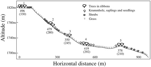 FIGURE 3. Profile view of parallel ribbons from the Illawong tree-limit ribbon (1) downhill to a frost hollow at the Snowy River. Figures below ribbons are the maximum calculated age for a tree stem in that ribbon and figures in parentheses are maximum lignotuber diameter (cm).