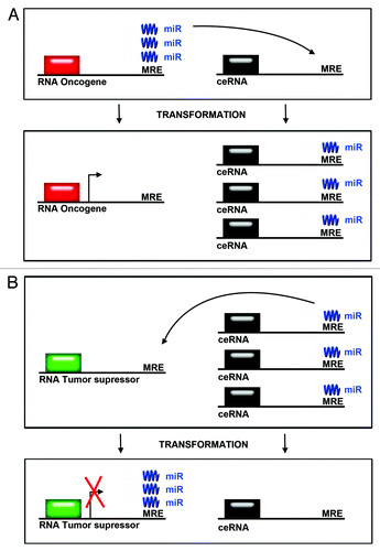 Figure 2. Competing endogenous RNA levels modulate expression of oncogenes and tumor suppressors. (A) The levels of oncogenes can be modulated by an increase in levels in competing endogenous RNAs. microRNAs are titrated away from mRNAs encoding oncogenes when the levels of competing endogenous RNAs are increased. This leads to increased expression of oncogenes. (B) The levels of tumor suppressor proteins are modulated by decreases in the levels of competing endogenous RNAs. microRNAs bind to RNAs of tumor suppressors, thereby reducing tumor suppressor protein expression after transformation.