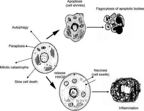 Figure 1.  Various models of cell death, including apoptosis and necrosis, depend on HMGB protein release with the death stimulus. Other models have been proposed to define the caspase-independent pathway of cell death: paraptosis, autophagy, mitotic catastrophe and slow cell death.