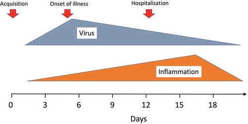 Figure 2. Simple synopsis of the natural history of COVID-19 infection. Peak viral burden occurs around the time of illness onset, whereas hospitalization and clinical deterioration occur later, when the viral burden has decreased and the downstream inflammation predominates