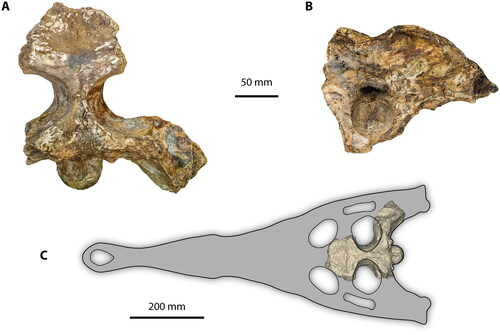 Figure 20. Gunggamarandu maunala. QMF548 (=QMF14.548, old registry number), holotype. A, Cranium in dorsal view. B, Cranium in posterior view. C, Hypothetical outline of the skull in dorsal view, with QMF548 depicted in its corresponding position (modified from Ristevski et al. Citation2021). Skull outline in C is based on skulls of Dollosuchoides densmorei and Kentisuchus spenceri.