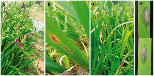 Figure 1. Plants of Iris ensata. (A) Plants in the field; (B–C) Symptoms; (D) Pathogenicity on detached leaves.