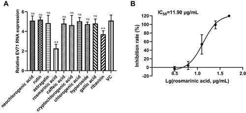 Figure 8 Effects of nine components and ribavirin on the RNA expression of EV71 (A), and anti-EV71 effect of rosmarinic acid (B). (A) RD cells were infected with 0.01 MOI EV71 and treated with nine components or ribavirin (1 mg/mL) for 24 h. qRT-PCR was performed to test EV71 VP1 RNA level. The expression of VP1 transcripts was calculated in relation to the expression level of β-actin mRNA. ns, not significant with P > 0.05; **, significant with P < 0.01 compared to VC. (B) Rosmarinic acid inhibited cell deaths induced by 0.01 MOI EV71.