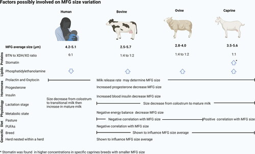 Figure 2. Summary of the factors possibly involved on human, bovine, ovine and caprine MFG size variation.