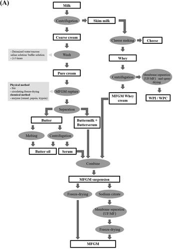 Figure 2. Isolation and purification methods of MFGM.