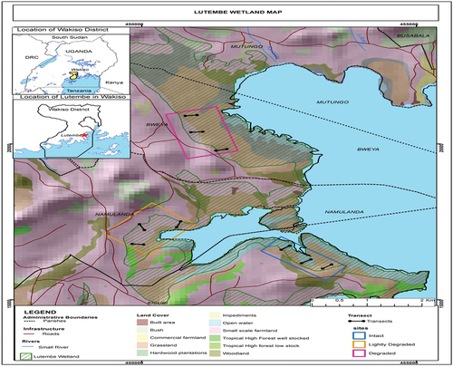 Figure 2. Location of transects and study sites in the Lutembe Bay Wetland, Uganda (adapted from WMD, Citation2015).