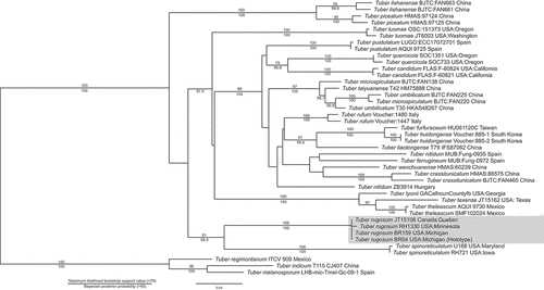Figure 6. ITS rDNA phylogeny of the Rufum Clade. This most likely phylogenetic tree reconstructed from ITS rDNA data shows that T. rugosum is basal in the Rufum clade and supported as sister species to T. spinoreticulatum. Maximum likelihood bootstrap support values over 70 are shown above the nodes, whereas Bayesian posterior probabilities above 95 are shown below nodes. Tuber regimontanum, T. indicum, and T. melanosporum were included as outgroups as identified by Bonito et al. (Citation2010). Taxa are shown with specimen, isolate, or collection number as listed in the NCBI database.