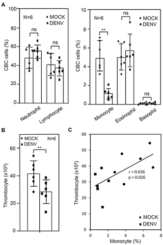 Figure 1 CBC result of whole blood (WB) cells with DENV 24 h post-incubation. Following DENV (MOI = 1) co-culture in 100 μL of WB ex vivo for 24 h, the CBC test showed changes in blood cell number, including (A) neutrophil, lymphocyte, monocyte, eosinophil, and basophil, (B) thrombocyte, and (C) its correlation of thrombocyte and monocyte. MOCK is the control group treated without DENV. The correlation graph is expressed numerically based on the r and p values. The quantitative data are depicted as the mean ± SD obtained from six cases (N = 6). ** p < 0.01. ns, not significant.