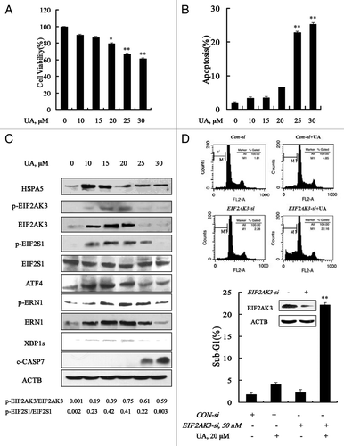 Figure 1. Ursolic acid (UA) induced cytoprotective EIF2AK3 activation in MCF-7 human breast cancer cells. UA induced cell number reduction (A) and apoptosis (B) in a dose-dependent manner. MCF-7 cells were treated with various concentrations of UA for 24 h, and then overall inhibitory effects and apoptosis were measured by crystal violet staining and annexin V/FITC staining, respectively. (C) Unfolded protein response induced by UA. MCF-7 cells were treated with various concentrations of UA for 24 h and then ER stress associated markers were analyzed by western blotting. (D) Effects of EIF2AK3 inactivation by RNAi on UA-induced apoptosis. The cells were transfected with 50 nmol/L of EIF2AK3 siRNA using siPORT™ NeoFX™ Transfection Agent. At 24 h post-transfection, the cells were treated with 20 μM for 24 h and apoptosis induction was assessed by sub-G1 analysis (n = 3, **p < 0.01). (The blots shown are representative of three independent experiments).