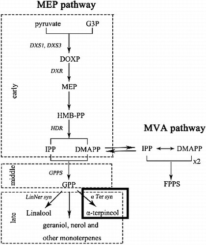 Figure 2. Schematic representation of monoterpenol and sesquiterpenoid biosynthesis.