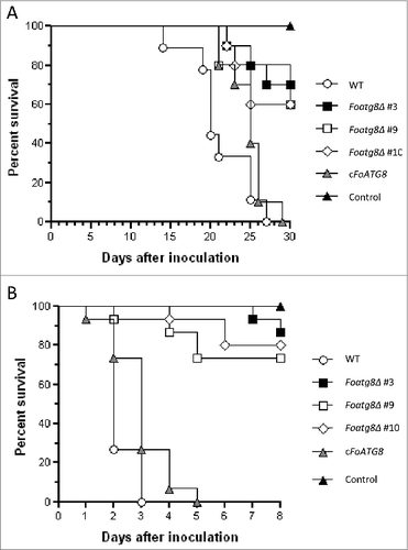 Figure 6. FoAtg8 contributes to virulence on plant and animal hosts. (A) Groups of 10 plants (cultivar Monika) were inoculated by immersing the roots into a suspension of 5 × 106 freshly obtained microconidia ml−1 of the wild-type strain (WT), the Foatg8Δ mutants #3, #9, and #10 or the cFoATG8 strain, planted in minipots and incubated at 28°C. Uninoculated plants were used as control. Percentage survival was recorded after different time points. All experiments were performed at least 3 times with similar results. The data shown are from 1 representative experiment. (B) Mantel-Cox plots of Galleria mellonella larvae survival after injection of 1.6 × 105 microconidia of the indicated strains into the hemocoel and incubation at 30°C. Larvae inoculated with phosphate-buffered saline were used as control. Experiments were performed 3 times with similar results. Data shown are from one representative experiment.