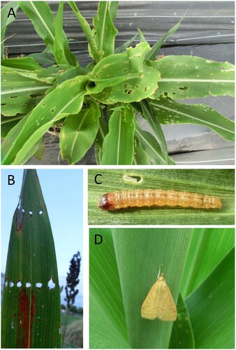Figure 1. Leaf damage on field sorghum during 2016. Sorghum seedlings were transplanted in field plot and observed for herbivores and damage. (A) Leaf damage caused by chewing herbivores on young plants. (B) ‘Shot hole’ damage caused by stem borer during young leaf rolled stage and before moving to stem. (C) Caterpillar of the most abundant chewing herbivore Asian corn borer (O. furnacalis). (D) Adult moth of the same species.