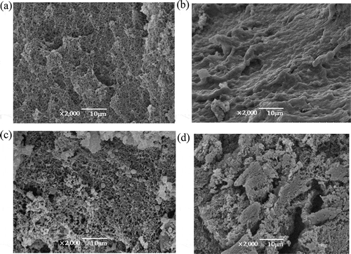 Figure 6. Morphology of the different ratios of soybean 7S globulin in corn amylopectin. Total mass was fixed, whereas the added protein was varied at A: 0%; B: 6%; C: 10%; and D: 14%.