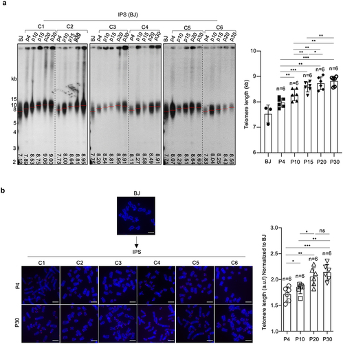 Figure 2. Progressive telomere elongation in reprogrammed hiPSCs.