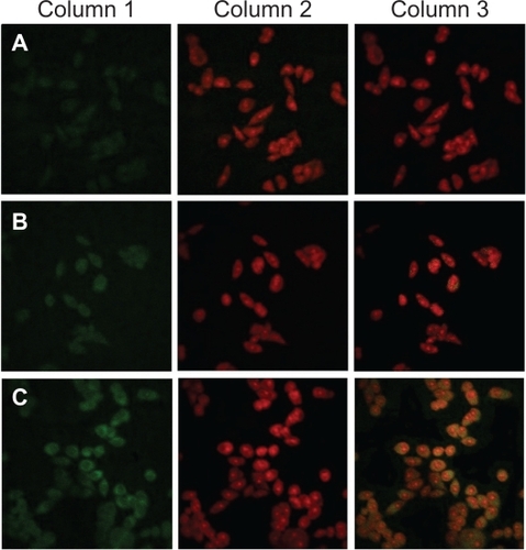 Figure 8 Confocal laser scanning microscopy images showing the internalization of fluorescent preparations in MCF-7 cells (2 h incubation). Column 1: FITC channels showing green fluorescence from coumarin-6-loaded preparations distributed in the cytoplasm. Column 2: PI channels showing red fluorescence from propidium iodidestained nuclei. Column 3: Merged channels of FITC and PI. Rows A: coumarin-6 solution. Rows B: COU-L. Row C: FA-PCOU4000-L.