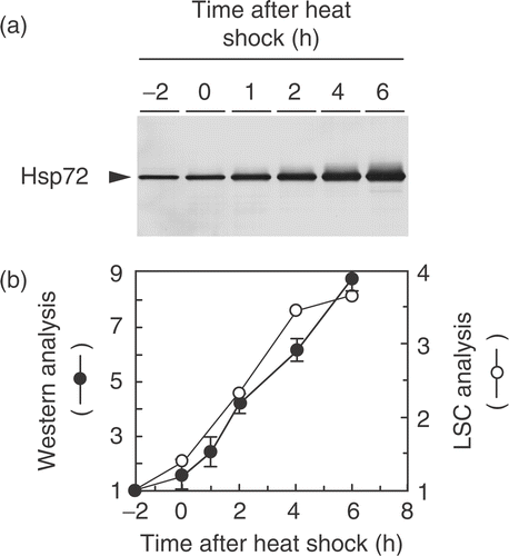 Figure 2. Time-course experiment of Hsp72 induction in NHD cells after heat shock. Exponentially growing NHD cells were treated at 43°C for 2 h. (a) Typical Western blotting pattern of Hsp72 induction detected by clone W27. (b) The relative amount of Hsp72 measured by Western blotting (•) and LSC (○); the relative amount was expressed as the ratio of the amount of Hsp72 to that of unheated NHD cells. The band intensity of the blots was determined by densitometrical analysis.