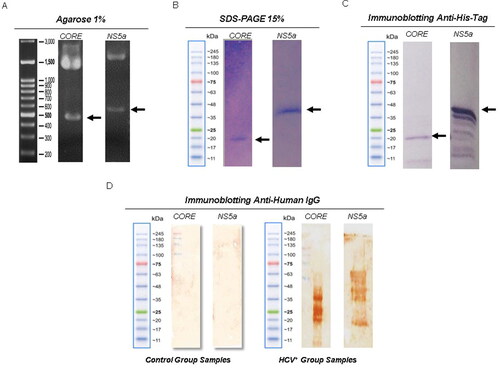 Figure 1. Confirmation and expression of recombinant proteins and analysis of reactivity against anti-HCV antibodies. (A) Confirmation by restriction enzyme of the correct insertion of recombinant genes. Lane 1, molecular weight marker (Jena Bioscience); Lane 2, recombinant protein CORE gene with ∼594 bp; Lane 3,recombinant protein gene ctNS5a (∼692 bp) to the expression vector pRSET A (∼2897 bp). (B) SDS PAGE (15%) of the purified CORE (rCORE) and ctNS5a (rctNS5a) recombinant proteins. (C) Western blot with anti-histidine tag against rCORE and rctNS5a. (D) Immunoblot using a pool of 10 HCV + sera against the rCORE (well 1) and against the rctNS5a (well 2). Immunoblot using a pool of HCV negative serum did not present any reactivity against the proteins.