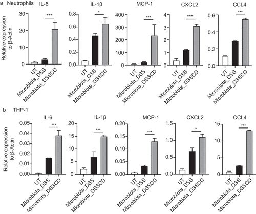 Figure 5. Gut microbiota in DSSCD mice induces neutrophils and THP-1 cells, leading to higher levels of proinflammatory cytokines and chemokines. Neutrophils (a) and THP-1 cells pretreated with PMA (b) were stimulated in vitro in the presence or absence of microbiota suspensions prepared from different groups for 3 hours. The mRNA levels of IL-6, IL-1β, MCP-1 CXCL2, and CCL4 were measured by real-time qPCR and normalized to β-actin. Statistical analysis was performed by the Mann – Whitney test. *P < 0.05, **P < 0.01, ***P < 0.001. Results are representative of at least three independent experiments.