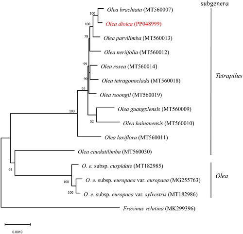Figure 3. Maximum-likelihood (ML) phylogenetic tree with evolutionary distances for Olea dioica and 14 related taxa from the family Oleaceae. Fraxinus velutina is used as an outgroup. Numbers at the nodes indicated bootstrap support values from 1000 replicates. Accession numbers: Olea brachiata, MT560007 (Dong et al. Citation2022); Olea dioica (this study); Olea parvilimba, MT560013 (Dong et al. Citation2022); Olea neriifolia, MT560012 (Dong et al. Citation2022); Olea rosea, MT560014 (Dong et al. Citation2022); Olea tetragonoclada, MT560018 (Dong et al. Citation2022); Olea tsoongii, MT560019 (Dong et al. Citation2022); Olea guangxiensis, MT560009 (Dong et al. Citation2022); Olea hainanensis, MT560010 (Dong et al. Citation2022); Olea laxiflora, MT560011 (Dong et al. Citation2022); Olea europaea subsp. cuspidata, MT182985 (Niu et al. Citation2020); Olea europaea subsp. europaea var. europaea, MG255763 (reference unavailable); Olea europaea subsp. europaea var. sylvestris, MT182986 (Niu et al. Citation2020); Olea caudatilimba, MT560030 (Dong et al. Citation2022); Fraxinus velutina, MK299396 (Olofsson et al. Citation2019).
