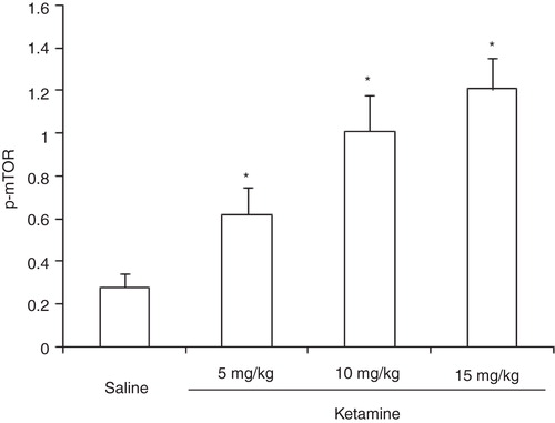 Figure 3. Expression of mTOR in rat hippocampus after administration of different doses of ketamine.