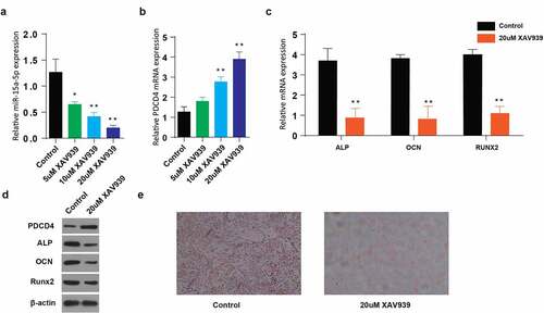 Figure 5. Use of Wnt pathway inhibitors (XAV939) decreases osteogenic differentiation of MC3T3-E1 cells in miR-15a5p/PDCD4/Wnt-dependent signaling pathway